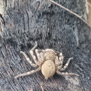 Neosparassus calligaster at Bungendore, NSW - 22 Sep 2024