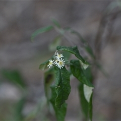 Olearia lirata (Snowy Daisybush) at Yarralumla, ACT - 25 Sep 2024 by Venture
