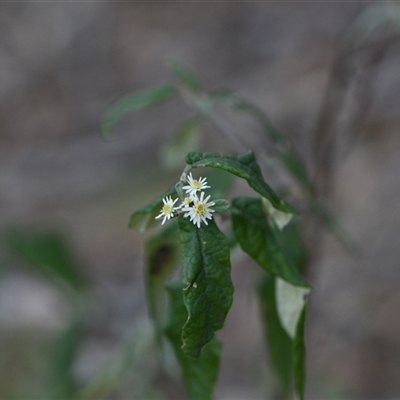 Olearia lirata (Snowy Daisybush) at Yarralumla, ACT - 25 Sep 2024 by Venture