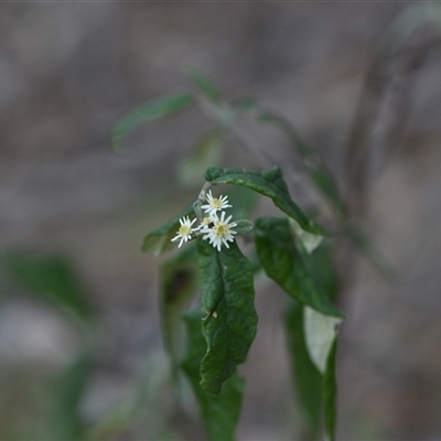 Olearia lirata (Snowy Daisybush) at Yarralumla, ACT - 24 Sep 2024 by Venture