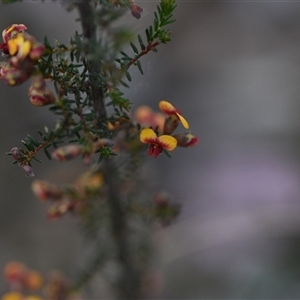 Dillwynia phylicoides at Yarralumla, ACT - 25 Sep 2024