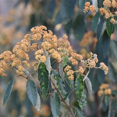 Pomaderris intermedia (Golden Pomaderris) at Yarralumla, ACT - 25 Sep 2024 by Venture