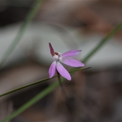 Caladenia fuscata (Dusky Fingers) at Yarralumla, ACT - 24 Sep 2024 by Venture