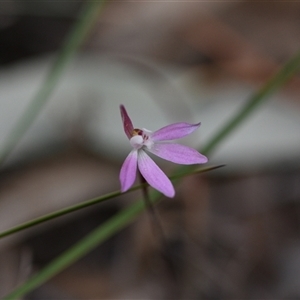 Caladenia fuscata at Yarralumla, ACT - 25 Sep 2024