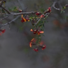 Dillwynia phylicoides (A Parrot-pea) at Yarralumla, ACT - 25 Sep 2024 by Venture