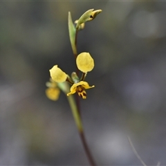 Diuris nigromontana (Black Mountain Leopard Orchid) at Yarralumla, ACT - 24 Sep 2024 by Venture