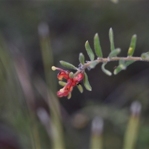 Grevillea alpina at Yarralumla, ACT - 25 Sep 2024