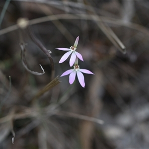 Caladenia carnea at Yarralumla, ACT - 25 Sep 2024