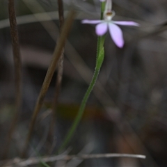 Caladenia carnea at Yarralumla, ACT - 25 Sep 2024