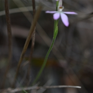 Caladenia carnea at Yarralumla, ACT - 25 Sep 2024