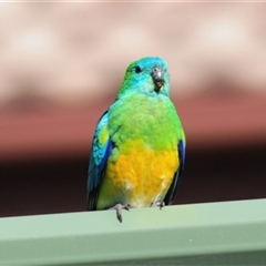 Psephotus haematonotus at Stirling, ACT - 28 Sep 2024