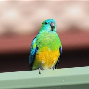 Psephotus haematonotus at Stirling, ACT - 28 Sep 2024