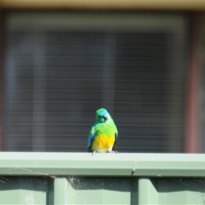 Psephotus haematonotus at Stirling, ACT - 28 Sep 2024