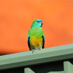 Psephotus haematonotus at Stirling, ACT - 28 Sep 2024