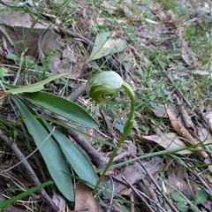 Pterostylis nutans (Nodding Greenhood) at Wee Jasper, NSW - 28 Sep 2024 by Wildlifewarrior80