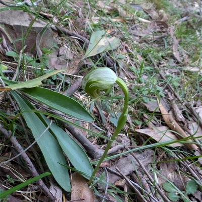 Pterostylis nutans (Nodding Greenhood) at Wee Jasper, NSW - 28 Sep 2024 by Wildlifewarrior80