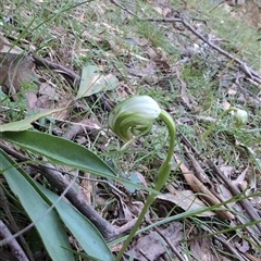 Pterostylis nutans at Wee Jasper, NSW - 28 Sep 2024