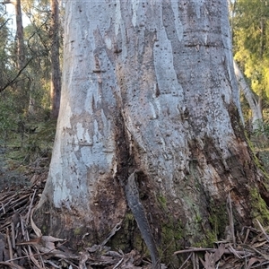 Eucalyptus dalrympleana at Wee Jasper, NSW - 28 Sep 2024 04:51 PM