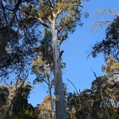 Eucalyptus dalrympleana at Wee Jasper, NSW - 28 Sep 2024