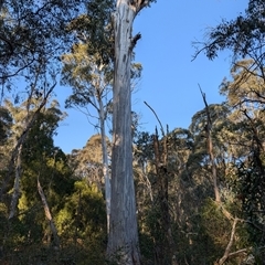 Eucalyptus dalrympleana at Wee Jasper, NSW - 28 Sep 2024