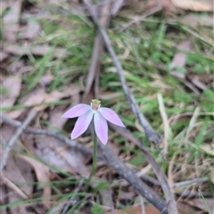 Caladenia carnea (Pink Fingers) at Wee Jasper, NSW - 28 Sep 2024 by Wildlifewarrior80