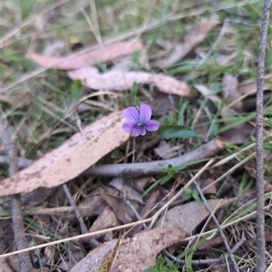 Viola betonicifolia subsp. betonicifolia at Wee Jasper, NSW - 28 Sep 2024