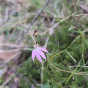 Caladenia carnea at Wee Jasper, NSW - suppressed