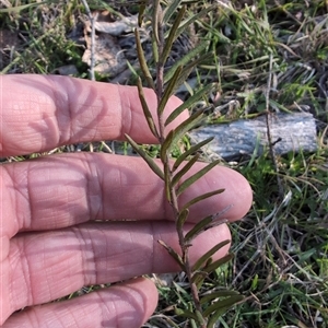 Grevillea sp. at Wee Jasper, NSW - 28 Sep 2024 03:57 PM