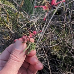 Grevillea sp. at Wee Jasper, NSW - 28 Sep 2024 03:57 PM