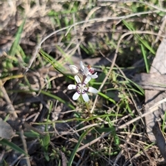 Wurmbea dioica subsp. dioica (Early Nancy) at Wee Jasper, NSW - 28 Sep 2024 by Wildlifewarrior80