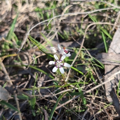 Wurmbea dioica subsp. dioica (Early Nancy) at Wee Jasper, NSW - 28 Sep 2024 by Wildlifewarrior80