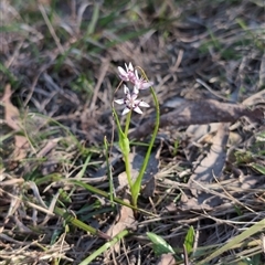 Wurmbea dioica subsp. dioica at Wee Jasper, NSW - 28 Sep 2024