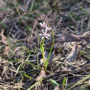 Wurmbea dioica subsp. dioica at Wee Jasper, NSW - 28 Sep 2024