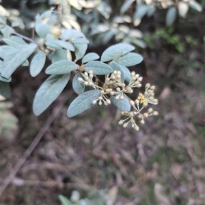 Spyridium parvifolium at Wee Jasper, NSW - 28 Sep 2024 03:42 PM