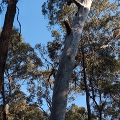 Eucalyptus dalrympleana (Mountain Gum) at Wee Jasper, NSW - 28 Sep 2024 by Wildlifewarrior80