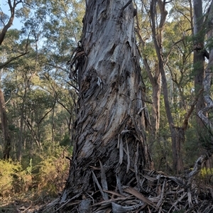 Eucalyptus dalrympleana at Wee Jasper, NSW - 28 Sep 2024 03:36 PM