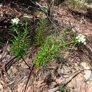 Poranthera corymbosa at Growee, NSW - 15 Sep 2024 10:05 AM