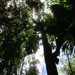 Hicksbeachia pilosa (red bauple nut, ivory silky oak) at Mossman Gorge, QLD - 16 Jan 2024 by Jase