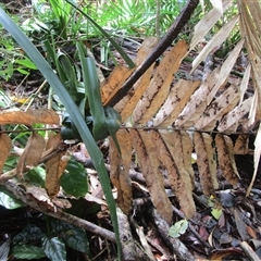 Hicksbeachia pilosa at suppressed - 16 Jan 2024