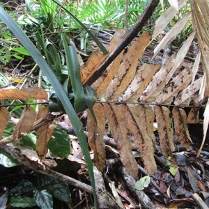 Hicksbeachia pilosa at suppressed - 16 Jan 2024