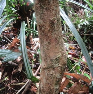 Hicksbeachia pilosa at Mossman Gorge, QLD - suppressed