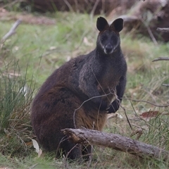 Wallabia bicolor (Swamp Wallaby) at Bonner, ACT - 28 Sep 2024 by TimL