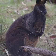 Wallabia bicolor at Bonner, ACT - 28 Sep 2024