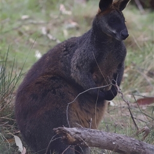 Wallabia bicolor at Bonner, ACT - 28 Sep 2024