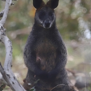 Wallabia bicolor at Bonner, ACT - 28 Sep 2024