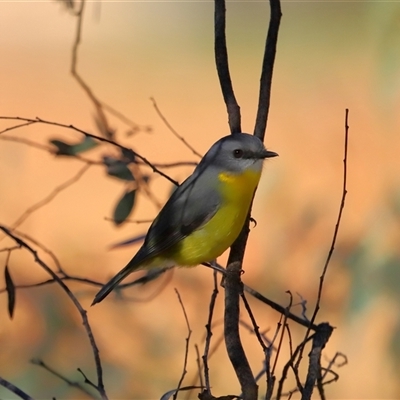 Eopsaltria australis (Eastern Yellow Robin) at Acton, ACT - 3 Aug 2024 by TimL