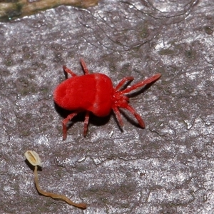 Trombidiidae (family) at Acton, ACT - 25 Aug 2024