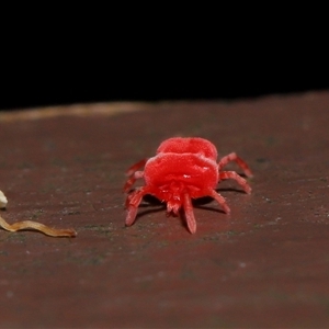 Trombidiidae (family) at Acton, ACT - 25 Aug 2024 12:05 PM