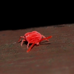 Trombidiidae (family) at Acton, ACT - 25 Aug 2024