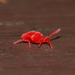 Trombidiidae (family) at Acton, ACT - 25 Aug 2024